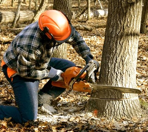 Tree Removal in Dailey, WV